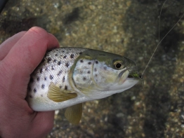 Genner Bug fish Genner Bug fish