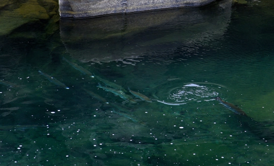 Sight fishing! Sight fishing!