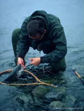 User submitted picture: Seatrout