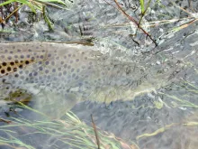 User submitted picture: New meaning to the words....