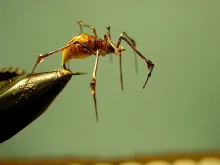 User submitted picture: Boris the Spider.