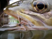 User submitted picture: Big Brown Trout on a may ...