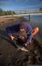 User submitted picture: Big mullet