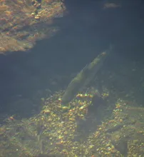 User submitted picture: Trucha al acecho  ...  es...