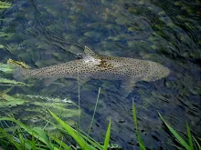 User submitted picture: This is a beautiful 18" ...