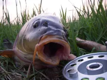 User submitted picture: Close up of a carp, caugh...