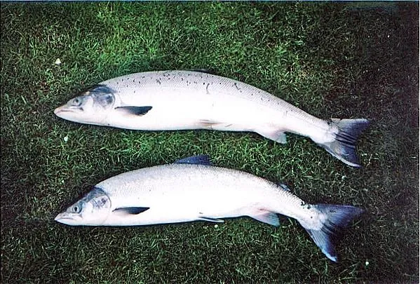 User submitted picture: Grassed. Two springers fr...